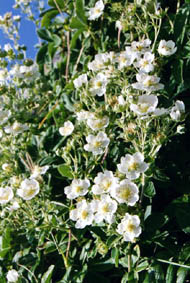 Potentilla alchimilloides